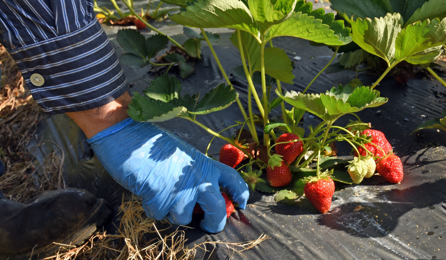 Country Roads Strawberries